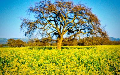 Are You in Balance this Spring?