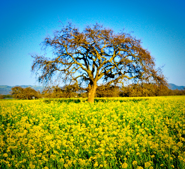 thrive-Sonoma-Mustard-and-Oak